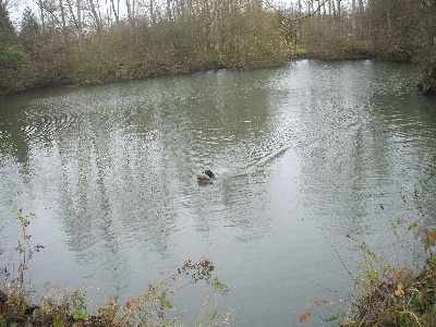 des Plaines du Cambresis - BREVET INTERNATIONAL DE CHASSE PRATIQUE 