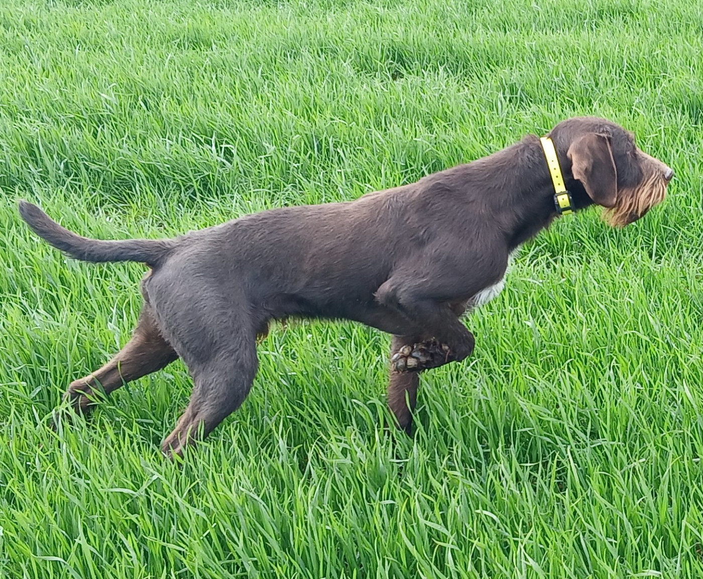 Titus des Plaines du Cambresis