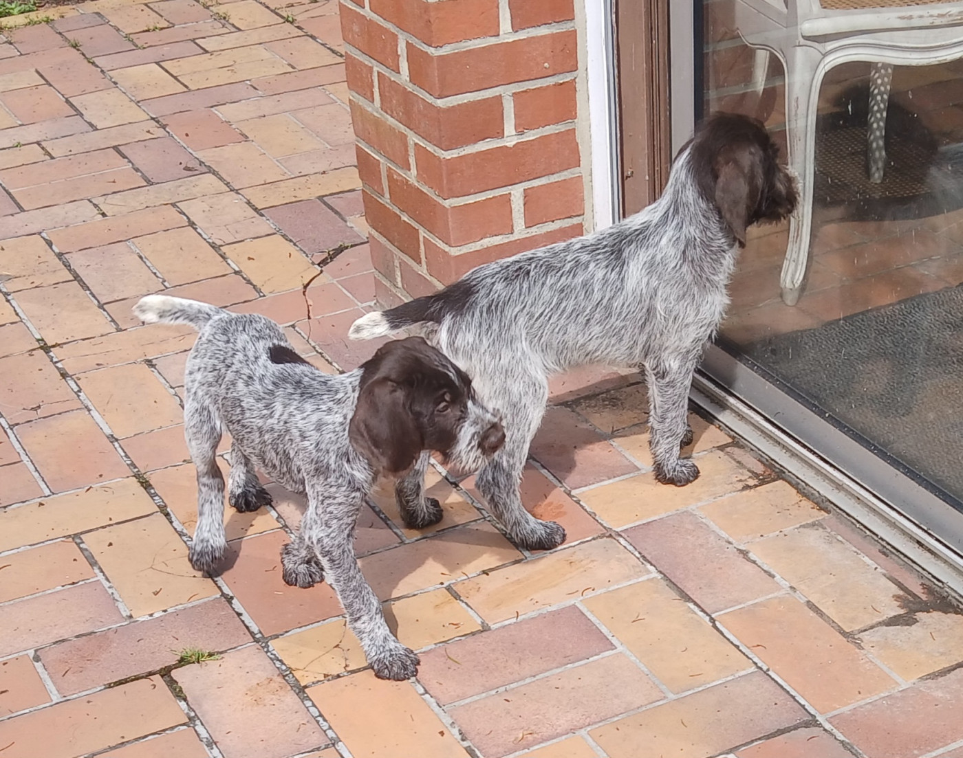 chiots dispo titus x betty 3 mois