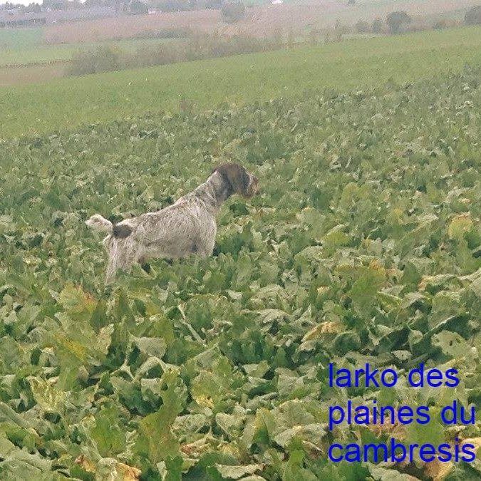des Plaines du Cambresis - TAN GIBIER NATUREL