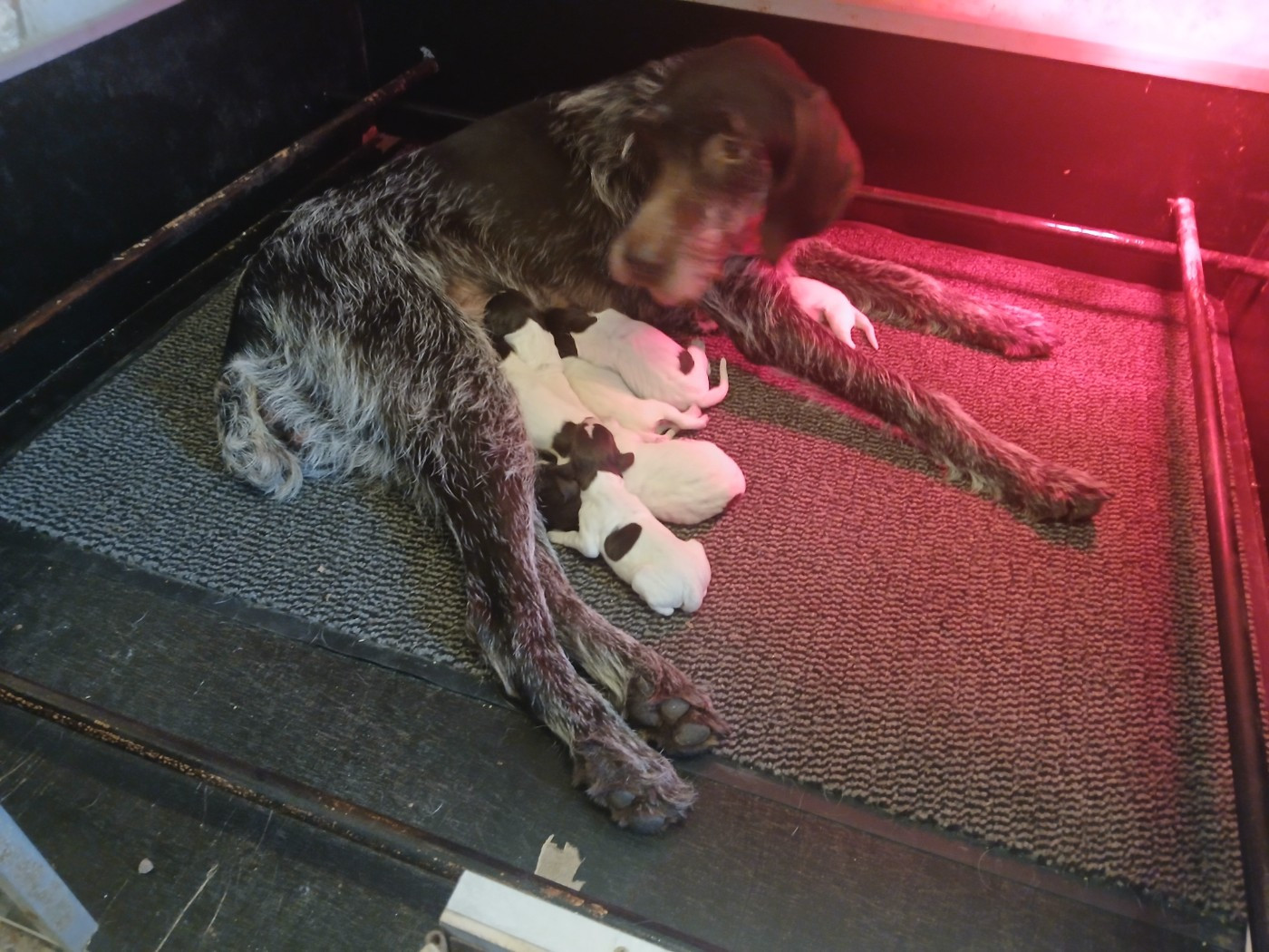 des Plaines du Cambresis - Chiots disponibles - Barbu tchèque