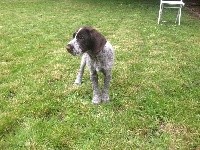 PHOEBE
