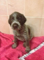 CHIOT